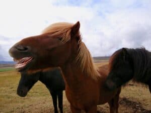 The Icelandic Horse