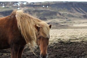The Icelandic Horse The Icelandic Horse