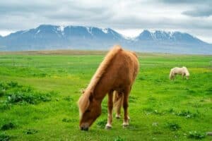 The Icelandic Horse