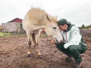 The Icelandic Horse The Icelandic Horse