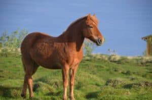 The Icelandic Horse The Icelandic Horse