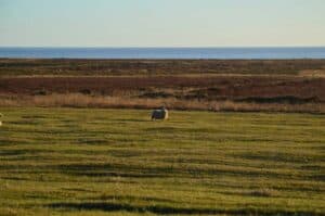 The Icelandic Sheep