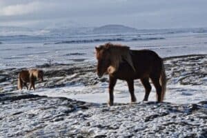 The Icelandic horse