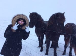 The Icelandic horse during winter