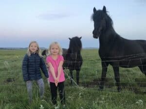 The Icelandic horses