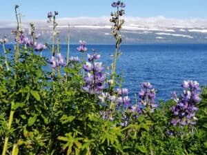 The Lupine flower The Lupine flower