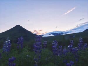 The Lupine flower The Lupine flower