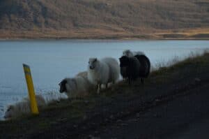 The Wild sheep in Iceland