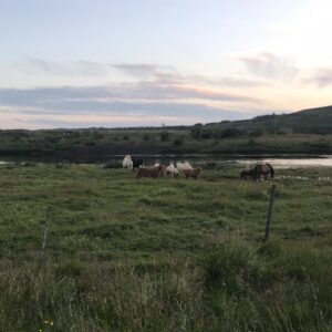 The horses in Iceland