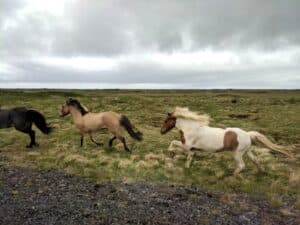 The horses in Iceland