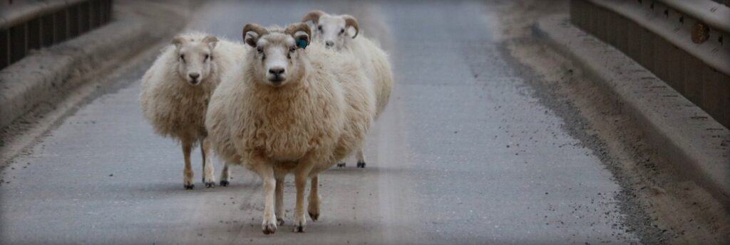 Sheep in Iceland