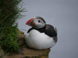 Westfjords Puffin