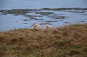 Westfjords sheep