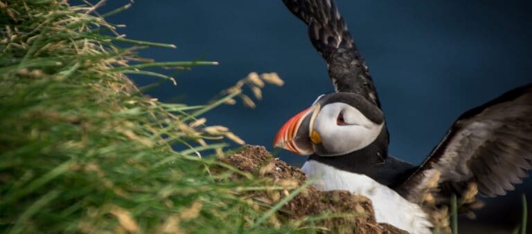 Puffin in the westfjord Iceland