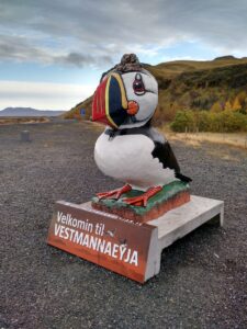 Westman island Puffin