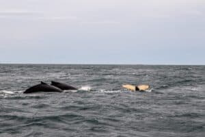 Whale spotting outside Húsavik Whale spotting outside Húsavik