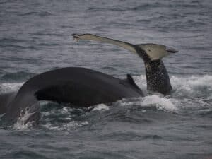 Whale tour Húsavík