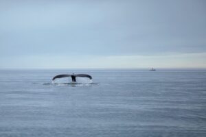 Whale tour North Iceland