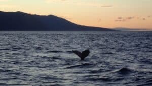 Whale watching Húsavík Whale watching Húsavík