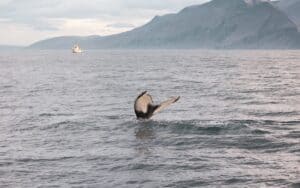 Whales North Iceland Whales North Iceland