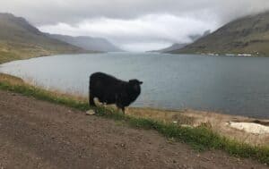 Black sheep of Iceland Black sheep of Iceland