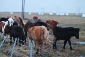 Winter pasture Iceland Winter pasture Iceland