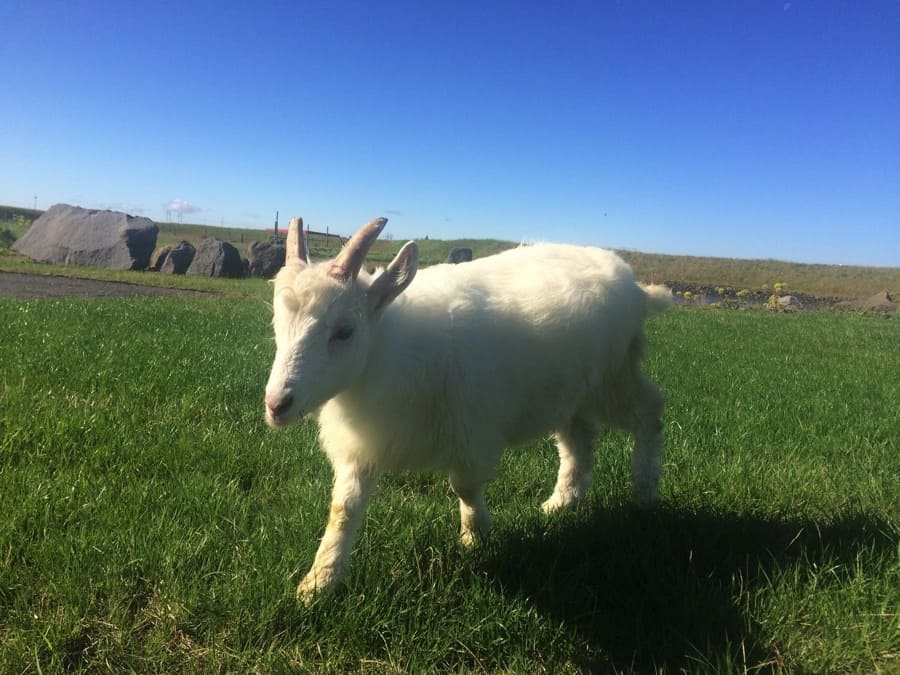 Icelandic sheep