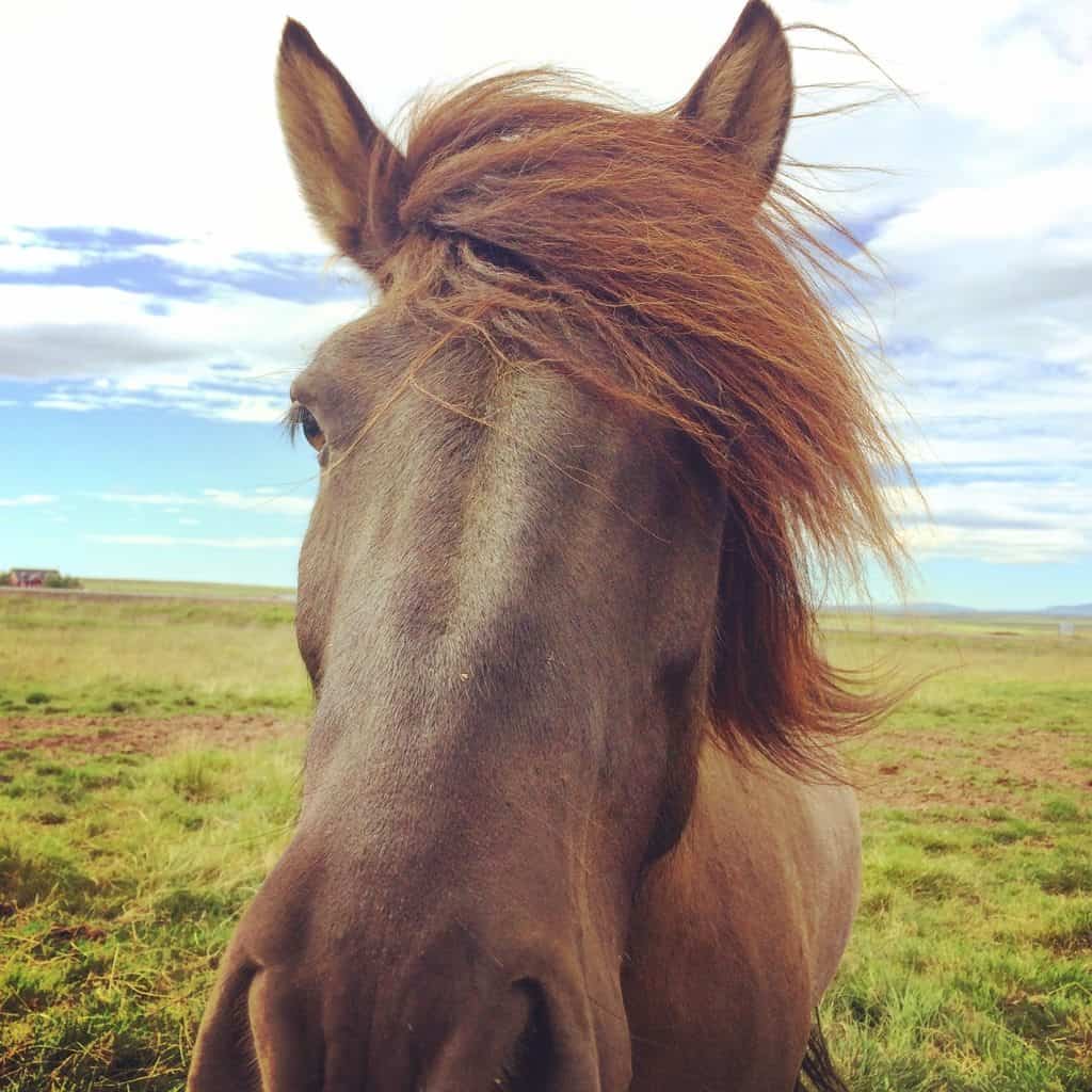 The Icelandic horse