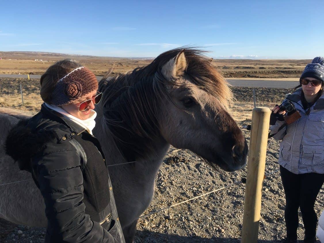 An Icelandic horse