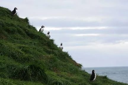 Puffins in East Iceland