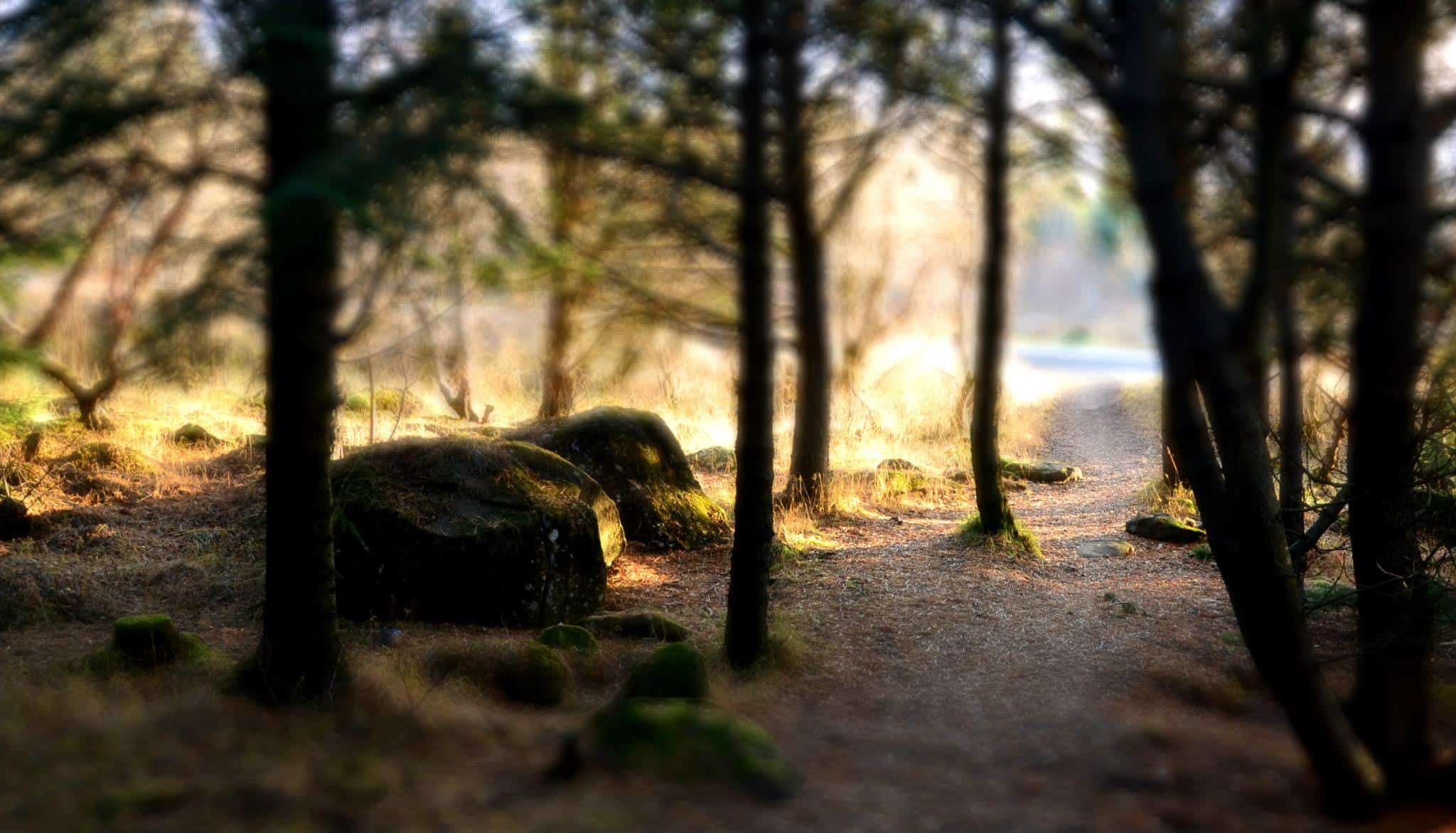 Camping in Reykjavik