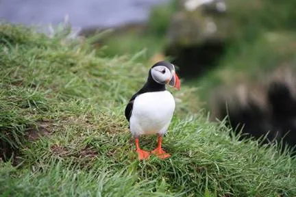 Puffins in East Iceland