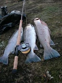 Trout fishing in Iceland