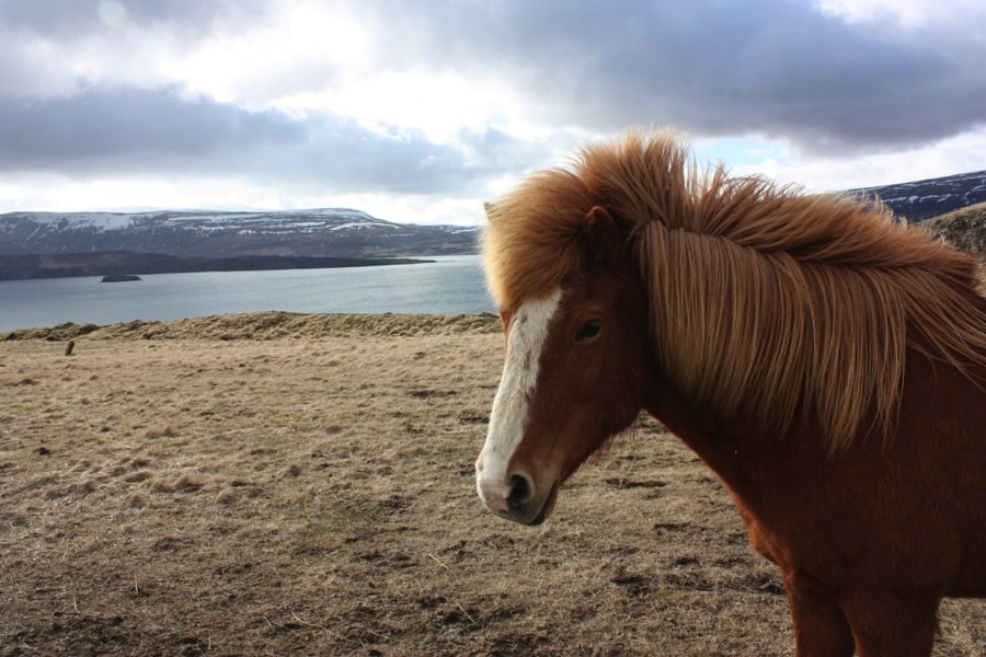 Horses in Iceland