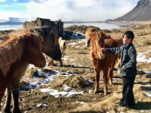 Horses Iceland