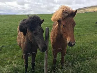 Icelandic horses