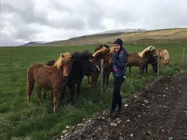 Horses in Iceland
