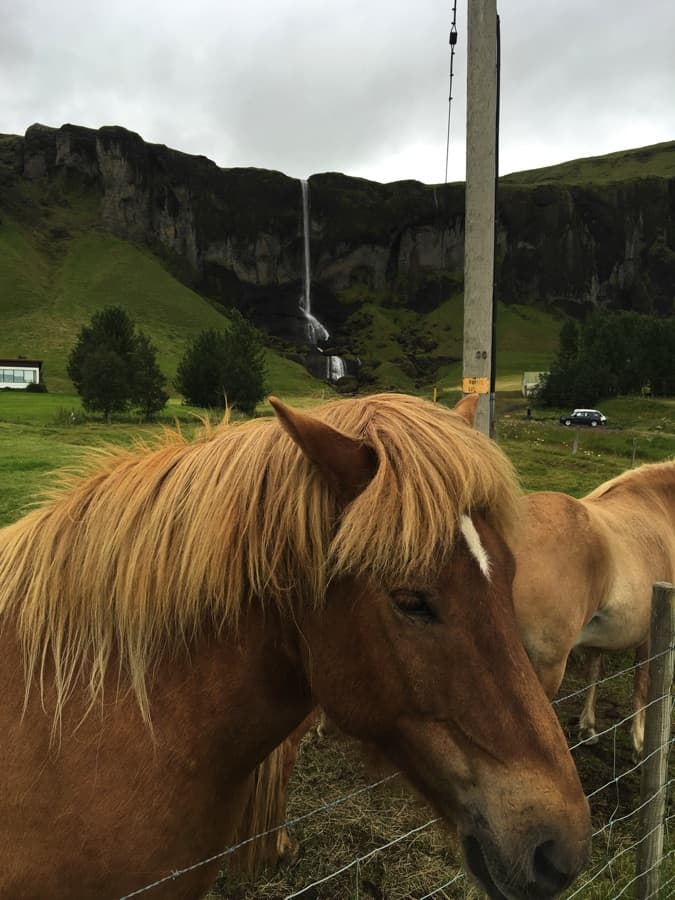 Horsing around in Iceland