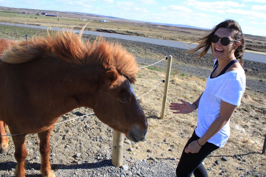 Icelandic horses