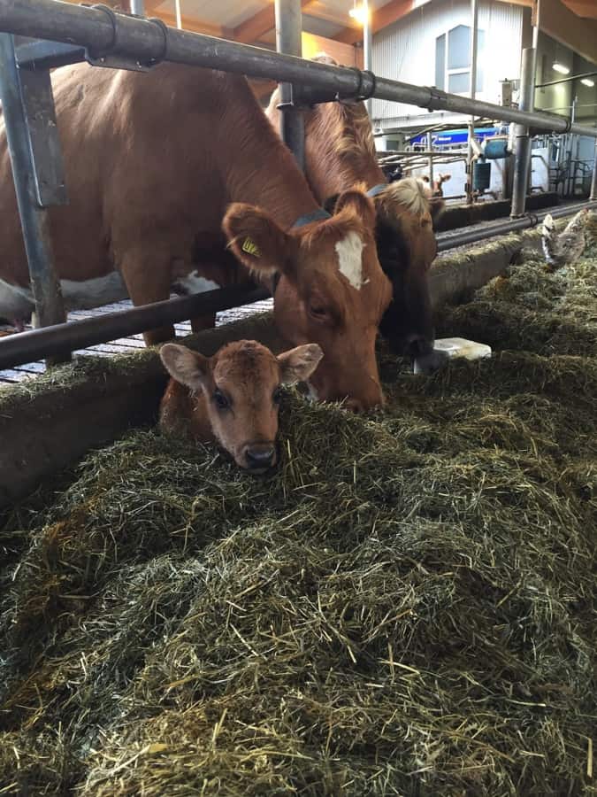 Icelandic cows