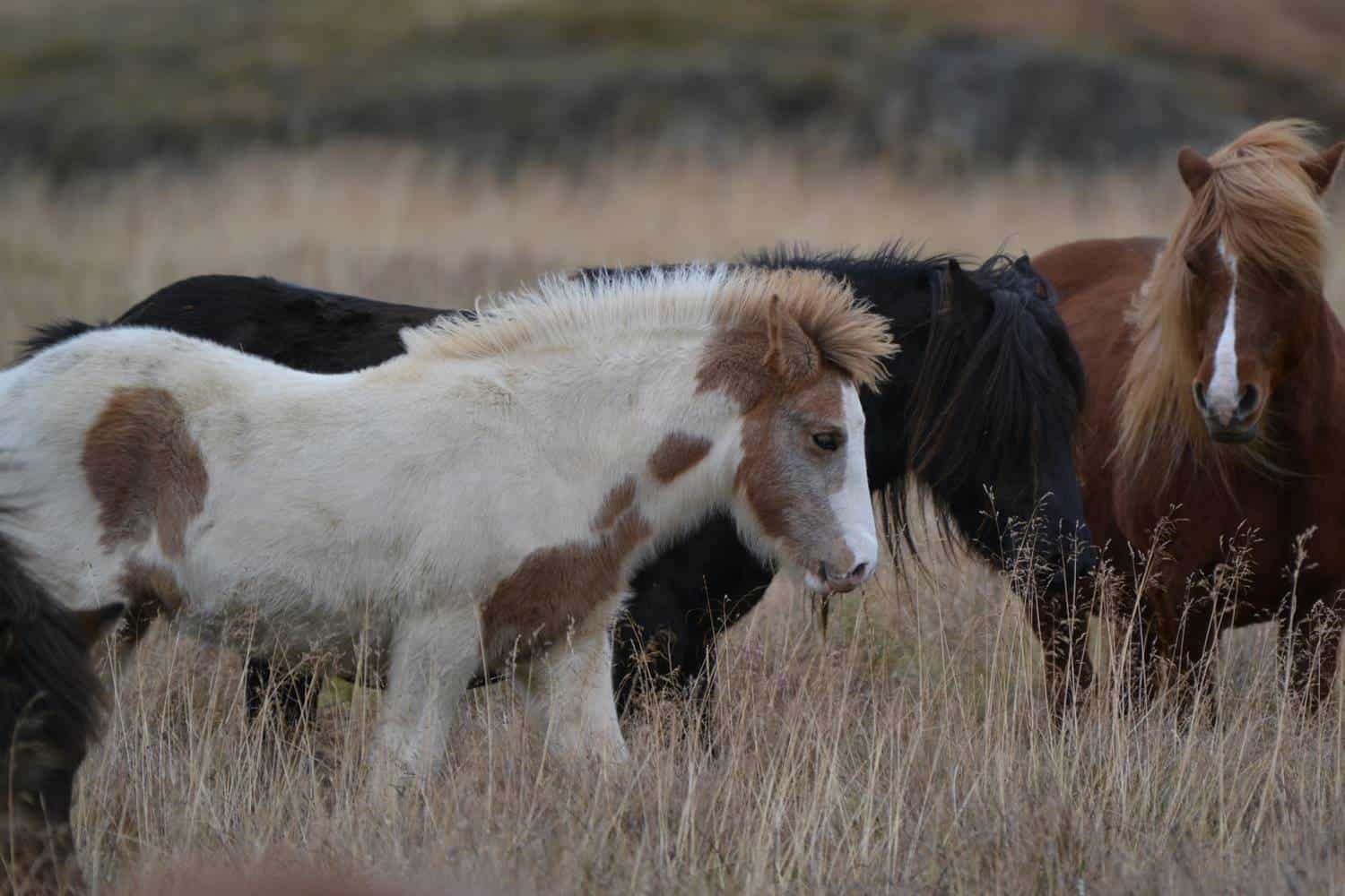 Icelandic horses