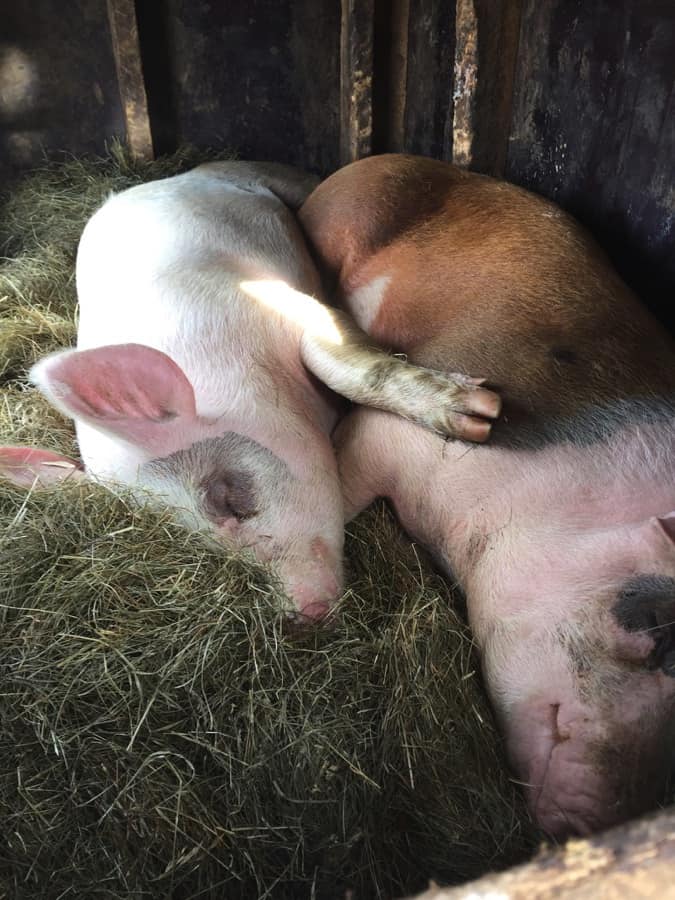 Pigs in Iceland