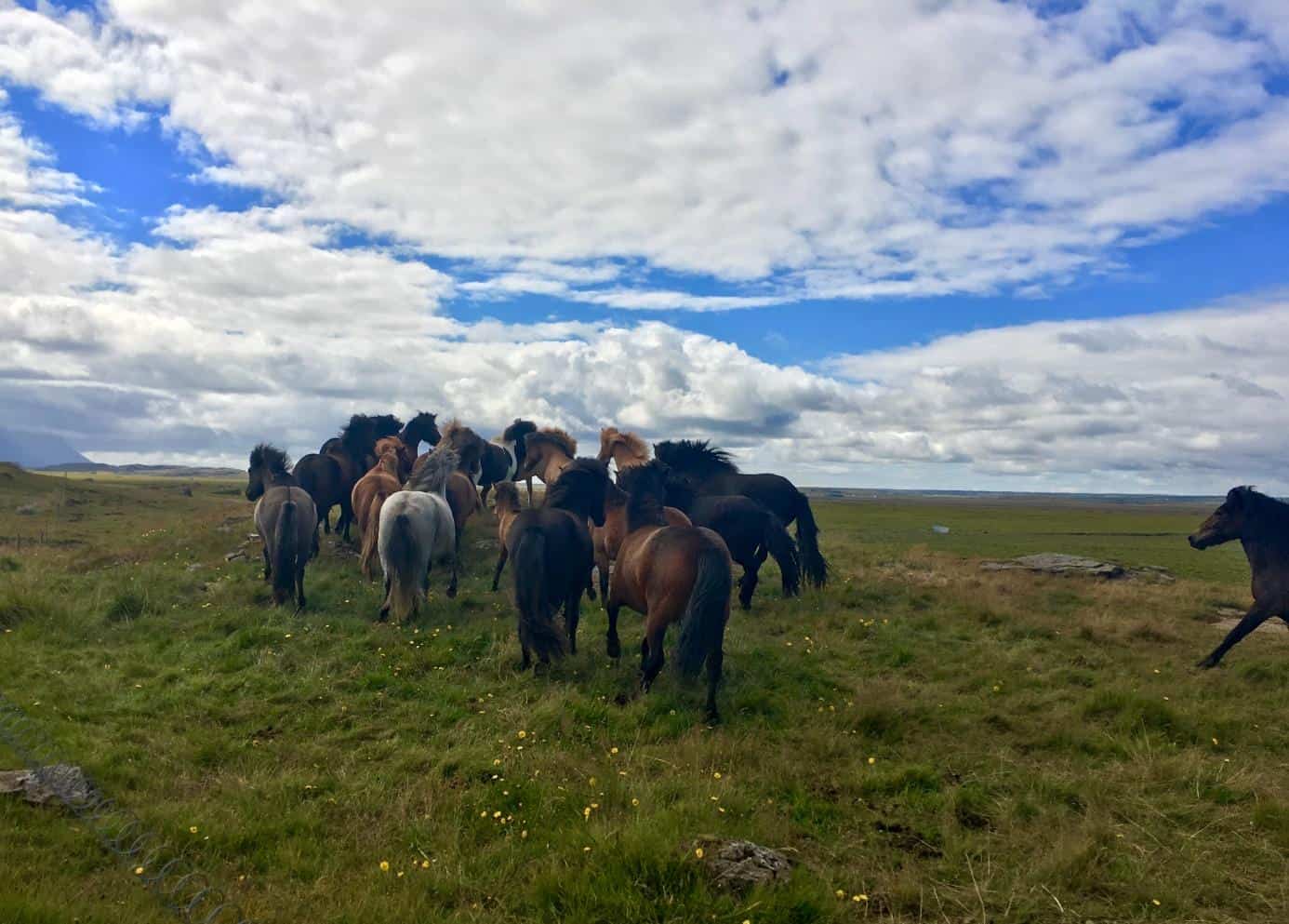 herd of icelanidc horses running in the meadow