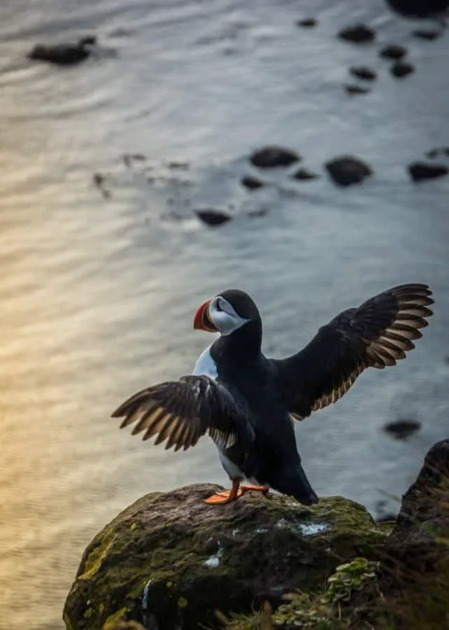 Puffins at Látrabjarg