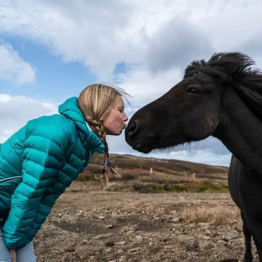 An encounter with the Icelandic horse