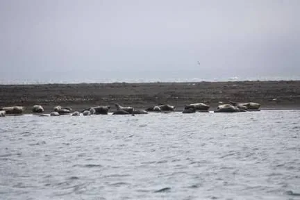 Ósar seal colony