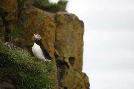 Puffins in East Iceland