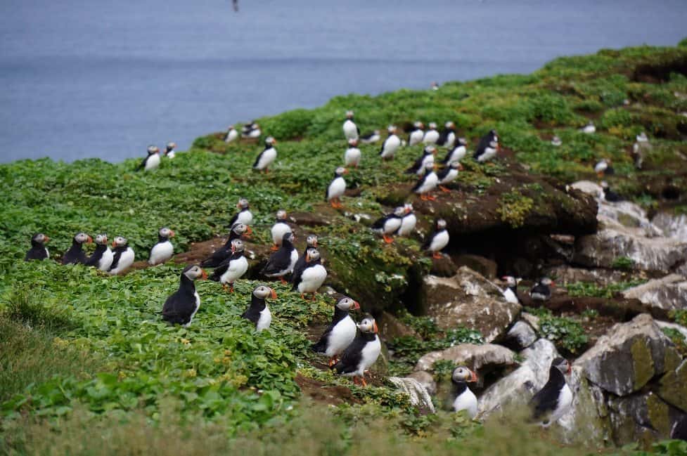 Puffins in Grímsey