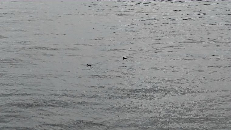 Puffins in East Iceland