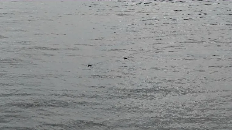 Puffins in East Iceland